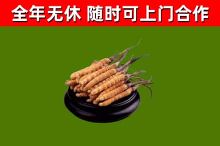 遂平回收散虫草