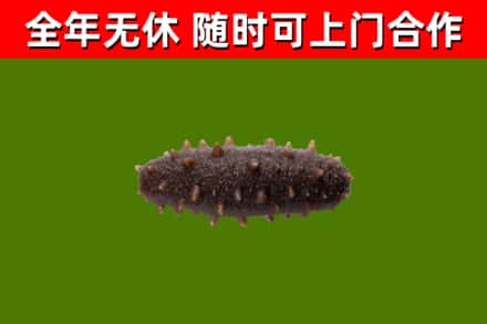 遂平回收海参干